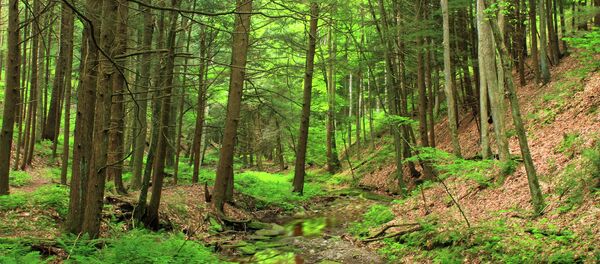 Forest Fracking NEW Forest Fracking NEW - Sputnik International