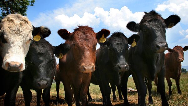 Cows in Idaho - Sputnik International