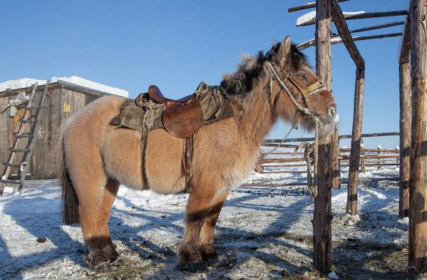 A Yakutian horse - Sputnik International