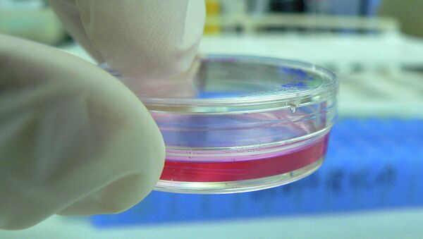 Bacteria on plate that is antibiotic resistant. - Sputnik International