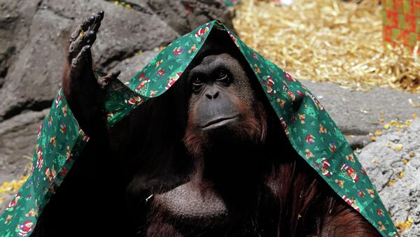 An orangutan named Sandra, covered with a blanket, gestures inside its cage at Buenos Aires' Zoo, in this December 8, 2010 file photo. An orangutan held in an Argentine zoo can be freed and transferred to a sanctuary after a court recognised the ape as a non-human person unlawfully deprived of its freedom, local media reported on Sunday. - Sputnik International