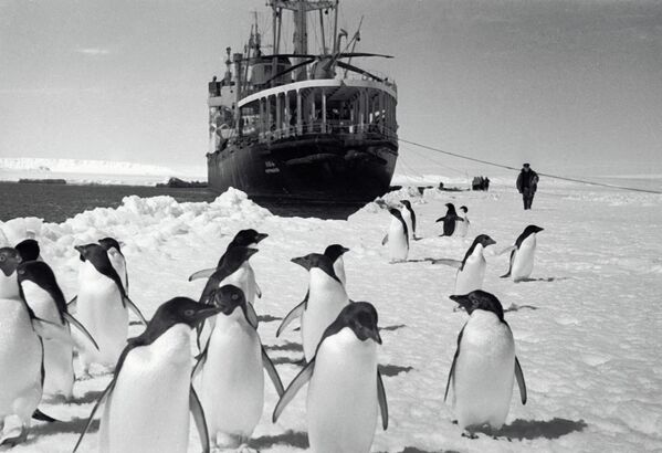 Penguins watching the diesel-electric ship Ob  from the coastline, 1965 - Sputnik International