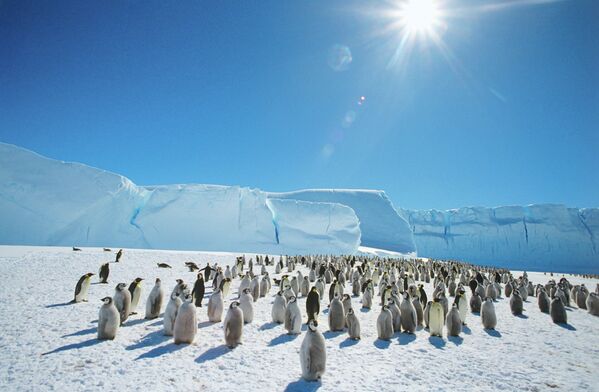 Emperor penguins near the Mirny Soviet Antarctic research station, 1989 - Sputnik International