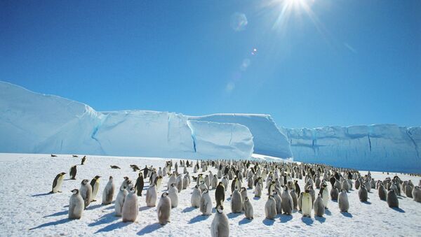 Emperor penguins near the Mirny Soviet Antarctic research station, 1989 - Sputnik International