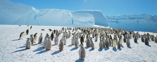 Emperor penguins near the Mirny Soviet Antarctic research station, 1989 Emperor penguins near the Mirny Soviet Antarctic research station, 1989 - Sputnik International