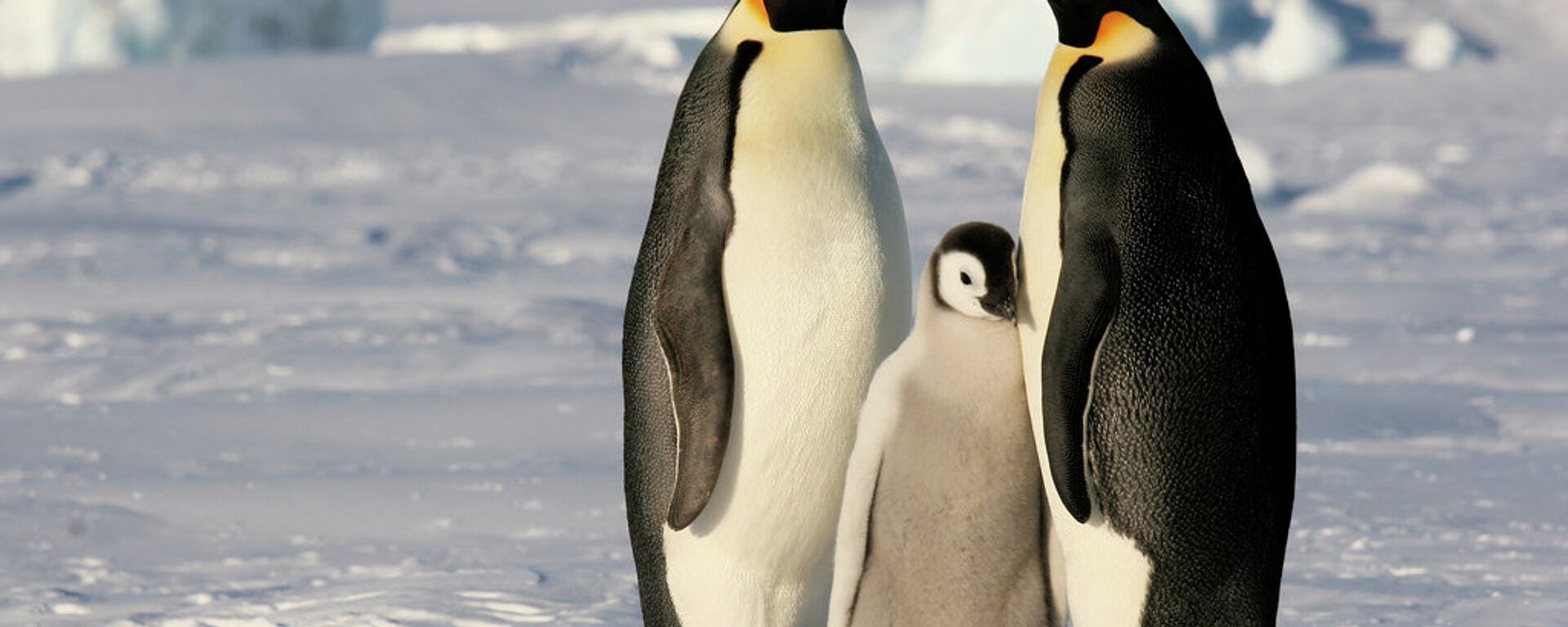 Emperor penguins in Antarctica - Sputnik International, 1920, 20.01.2023