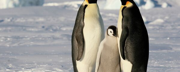 Emperor penguins in Antarctica Emperor penguins in Antarctica - Sputnik International