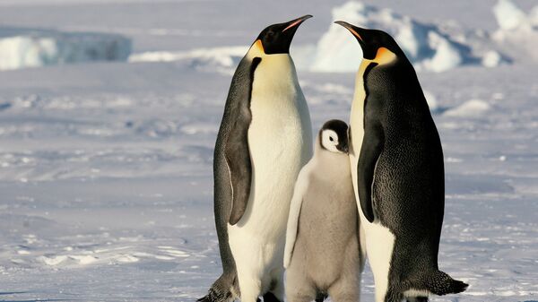 Emperor penguins in Antarctica - Sputnik International