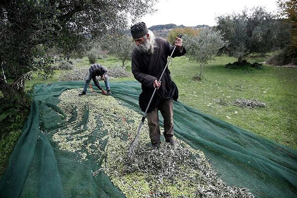 Greek Orthodox Priest Dimitris Vlasopoulos collects olives from a canvas tarp in Kalo Pedi village, west of Athens. Greek Orthodox Priest Dimitris Vlasopoulos collects olives from a canvas tarp in Kalo Pedi village, west of Athens. - Sputnik International