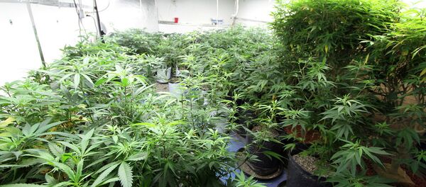Cannabis Farm - Sputnik International