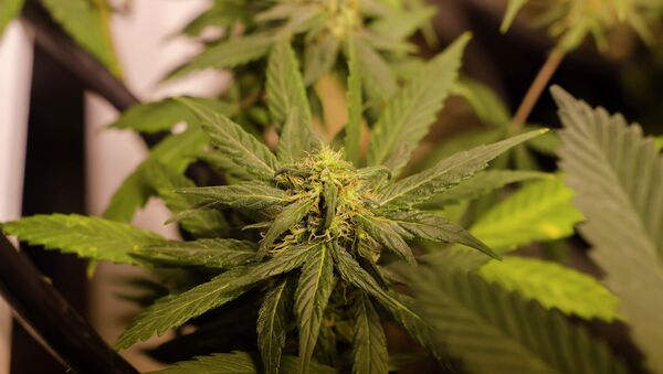 Legal marijuana grown in Colorado. - Sputnik International