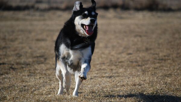 A dog named Bella running in a dog park. - Sputnik International