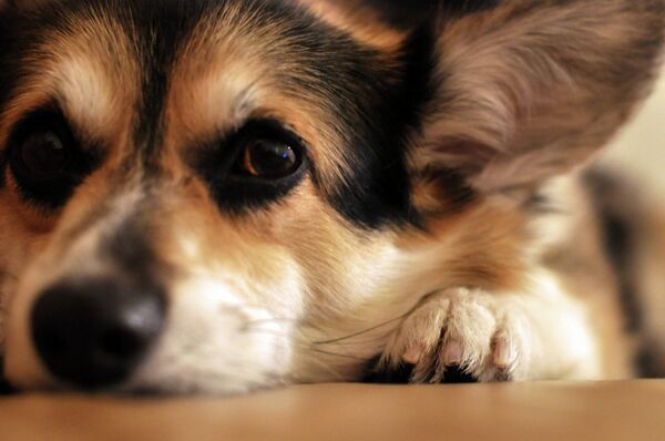 A diva dog named Rosie is ready for her closeup. A diva dog named Rosie is ready for her closeup. - Sputnik International