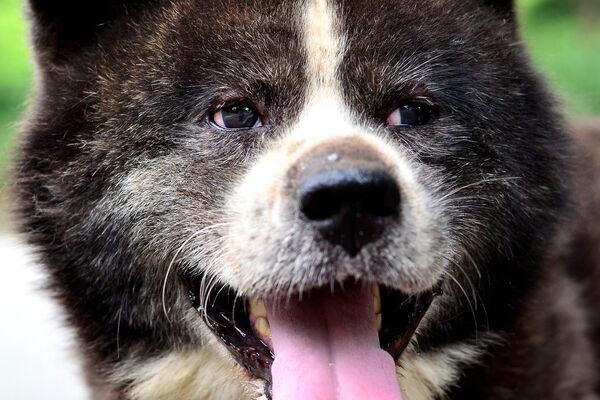 A Japanese Akita out for a walk in the park. A Japanese Akita out for a walk in the park. - Sputnik International