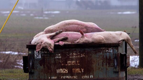 Dead pigs are discarded outside a North Carolina swine facility - Sputnik International