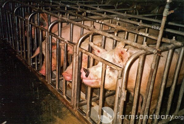 Female pigs used for breeding (called 'breeding sows' by the industry) are confined most of their lives in 'gestation crates' which are so small that they cannot even turn around. The pigs' basic needs are denied, and they experience severe physical and psychological disorders. Female pigs used for breeding (called 'breeding sows' by the industry) are confined most of their lives in 'gestation crates' which are so small that they cannot even turn around. The pigs' basic needs are denied, and they experience severe physical and psychological disorders. - Sputnik International