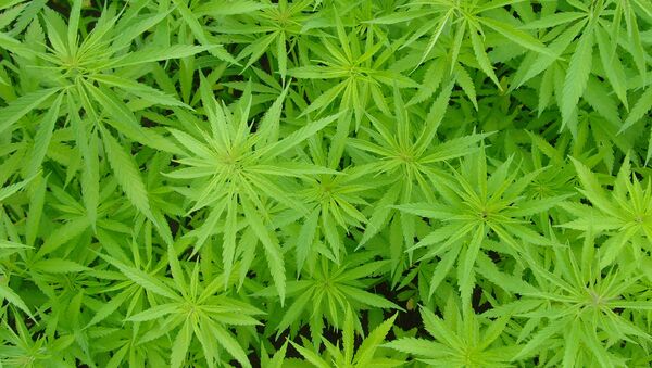 OSU Food demand survey shows support to the legalization of marijuana - Sputnik International