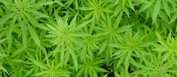 OSU Food demand survey shows support to the legalization of marijuana - Sputnik International