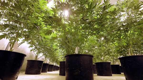 In this photo taken Tuesday, Jan. 13, 2015, marijuana plants sit under powerful growing lamps at the Pioneer Production and Processing marijuana growing facility in Arlington, Wash. Washington’s second-in-the-nation legal marijuana market opened last summer to a dearth of weed, with some stores periodically closed because they didn’t have pot to sell and prices were through the roof. Six months later, the equation has flipped, bringing serious growing pains to the new industry. Prices are starting to come down in the state’s licensed pot shops, but due to a glut, growers are struggling to sell their marijuana. - Sputnik International