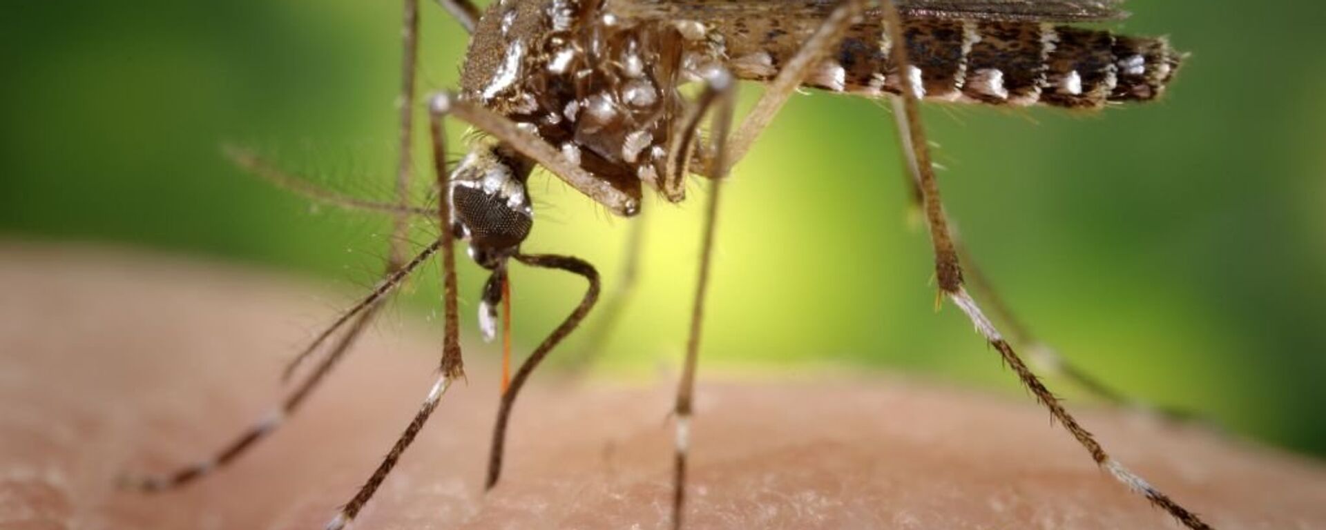 British researchers want to release millions of genetically modified mosquitoes into the Florida Keys. - Sputnik International, 1920, 21.05.2023