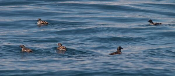 Cassin's Auklet, Farallon Islands - Sputnik International