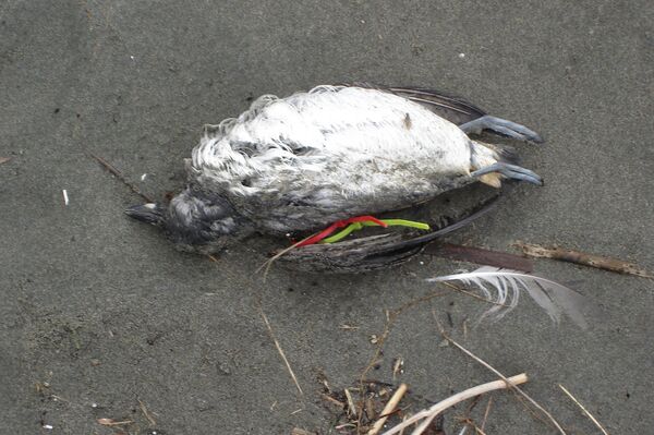 Scientists are baffled as to why there is such a uptick in Cassin's auklet mortality Scientists are baffled as to why there is such a uptick in Cassin's auklet mortality - Sputnik International