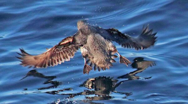 No recent seabird die-off observed by the USGS since 1980 has even come close to the current one, with previous numbers topping out at under 11,000. No recent seabird die-off observed by the USGS since 1980 has even come close to the current one, with previous numbers topping out at under 11,000. - Sputnik International