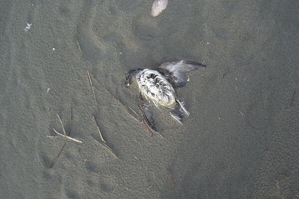 The mass auklet deaths are just part of what researchers are identifying as an enormous rise in the mortality of marine life worldwide. The mass auklet deaths are just part of what researchers are identifying as an enormous rise in the mortality of marine life worldwide. - Sputnik International