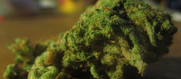 Colorado collected around $50 million in recreational cannabis tax revenue in 2014 — the first year of sales to adults 21 and over. Colorado collected around $50 million in recreational cannabis tax revenue in 2014 — the first year of sales to adults 21 and over. - Sputnik International