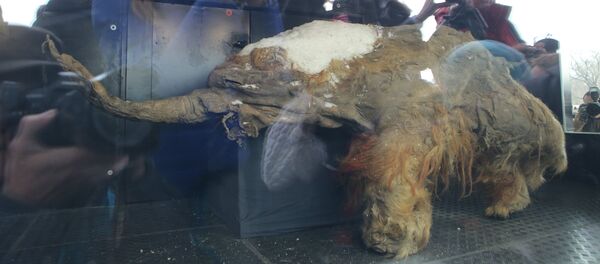 Baby Mammoth Yuka on Display in Moscow Baby Mammoth Yuka on Display in Moscow - Sputnik International