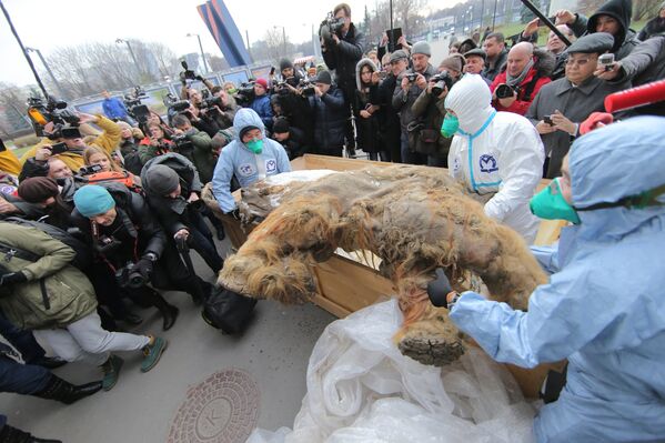 Baby Mammoth Yuka on Display in Moscow - Sputnik International