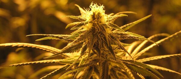 Marijuana Marijuana - Sputnik International