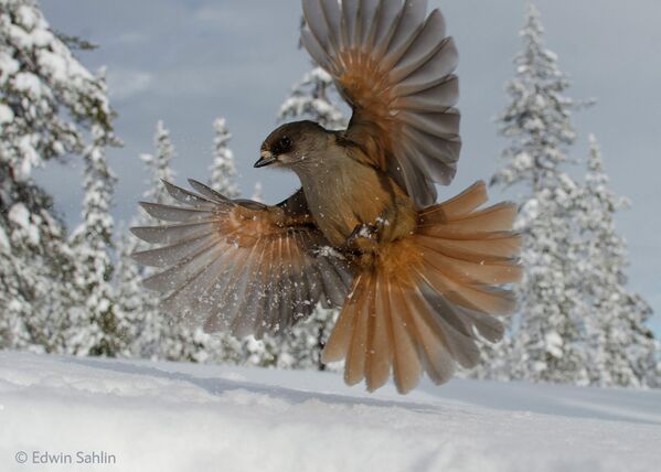 Best Wildlife Photos of 2014 - Sputnik International