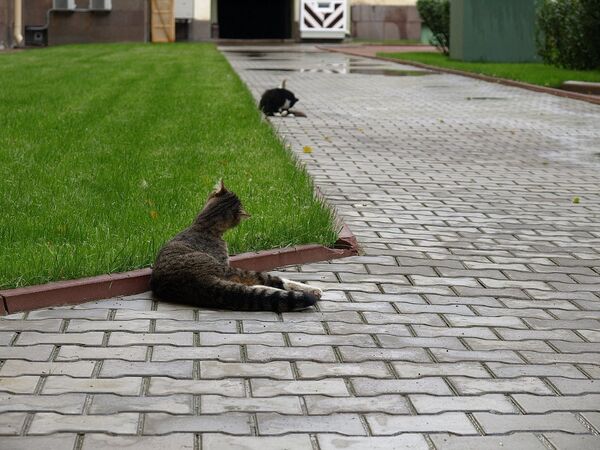 No Rat Shall Pass: Cats of the Hermitage Museum - Sputnik International