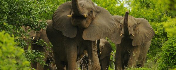 African Elephants - Sputnik International