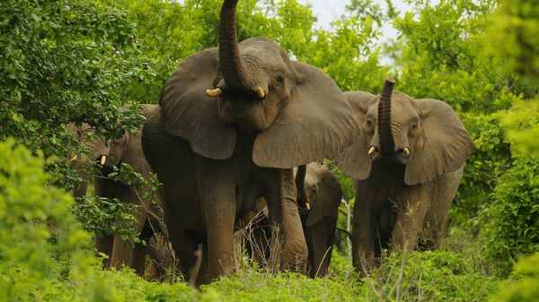 African Elephants - Sputnik International