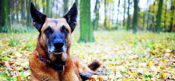 A police officer in Philippines was alerted by his dog moments before the bomb exploded, leaving him with only non-life threatening injuries. - Sputnik International