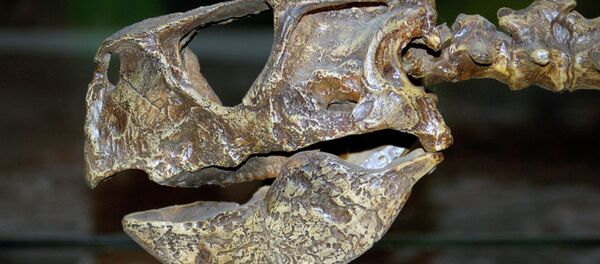 The remains of a dinosaur herd, including a specimen as large as 2.5 meters from head to tail and possibly 130 million years old, have been found in Russia’s Siberia. - Sputnik International