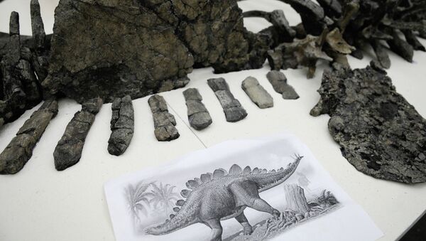 Fragmented skeleton of a 175-million-years-old giant stegosaurus discovered in a coal mine off Krasnoyarsk - Sputnik International
