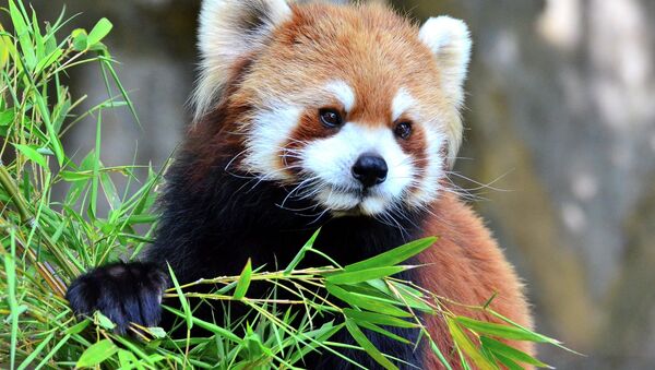 The red panda, also nicknamed Firefox, is a small arboreal mammal native to the eastern Himalayas and south-western China - Sputnik International