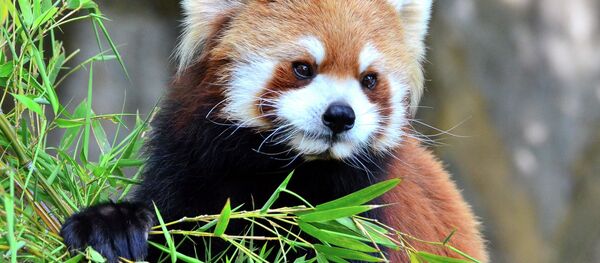 The red panda, also nicknamed Firefox, is a small arboreal mammal native to the eastern Himalayas and south-western China - Sputnik International