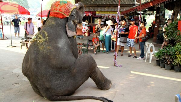 Elepant on tourist duty in Thailand - Sputnik International