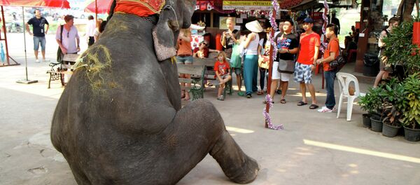 Elepant on tourist duty in Thailand Elepant on tourist duty in Thailand - Sputnik International