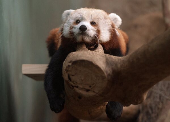 Red Panda Makes Herself at Home in the Moscow Zoo - Sputnik International