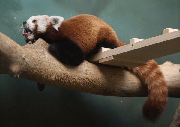 Red Panda Makes Herself at Home in the Moscow Zoo - Sputnik International
