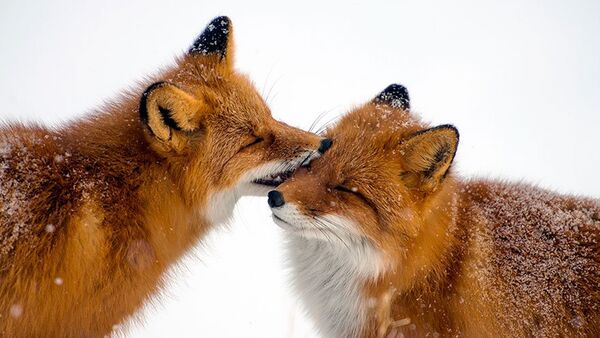 Russian Photographer Ivan Kislov Takes Amazing Pictures of Animals - Sputnik International