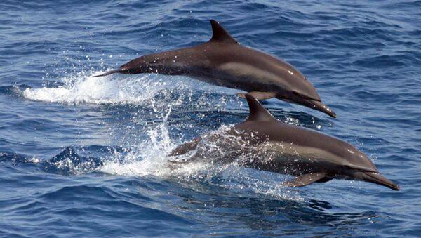 Dolphins in open sea - Sputnik International