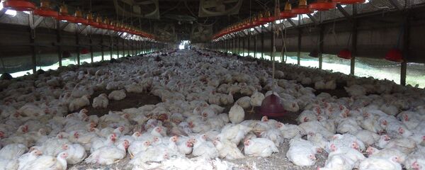 Chickens are seen at a farm where H5 virus was detected. - Sputnik International