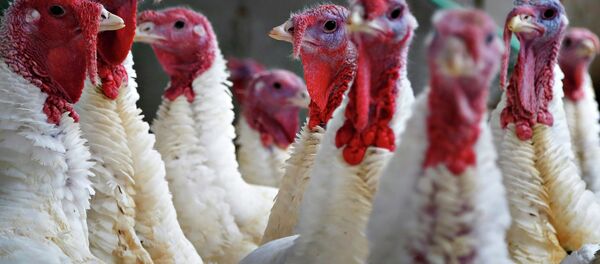 Turkeys look around their enclosure at Seven Acres Farm in North Reading, Massachusetts November 25, 2014 - Sputnik International