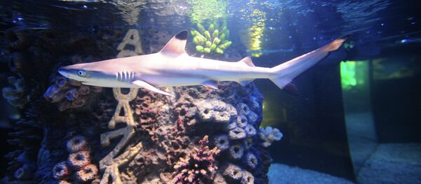 A shark at the Kaliningrad Zoo had a nervous breakdown after struggling with the excessive attention of zoo visitors who persistently tapped on the glass of her aquarium; it made her scurrying around, hurting her nose and eye. - Sputnik International
